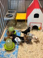 Kuikens, Dieren en Toebehoren, Pluimvee