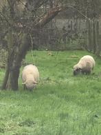 Hampshire down ooi, Dieren en Toebehoren, Vrouwelijk, Schaap, 6 jaar of ouder