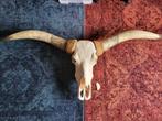 Texas Longhorn skull, Huis en Inrichting, Ophalen, Gebruikt