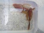 koppel RED-Ancistrus-longfin-ROOD, Vis, Zoetwatervis