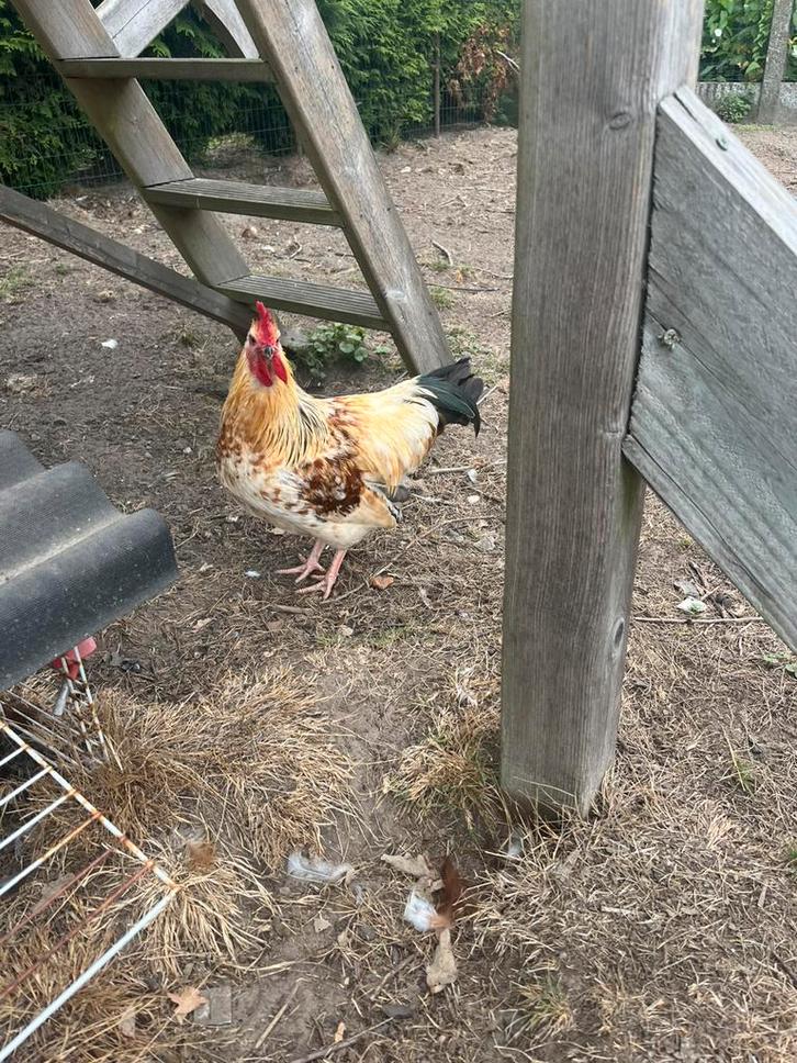 Jonge haantjes, enkel vr goede thuis, niet voor de slacht, Dieren en Toebehoren, Pluimvee
