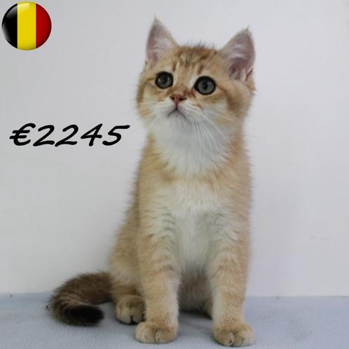 Chinchilla Gold - Britse Korthaar kittens te koop, Dieren en Toebehoren, Katten en Kittens | Raskatten | Korthaar, Meerdere dieren