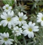 Viltige Hoornbloem of Cerastium (bodembedekker), Tuin en Terras, Planten | Tuinplanten, Ophalen, Vaste plant, Bodembedekkers, Volle zon