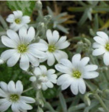  Viltige Hoornbloem of Cerastium (bodembedekker) beschikbaar voor biedingen