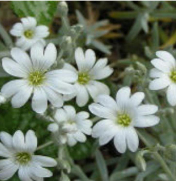 Viltige Hoornbloem of Cerastium (bodembedekker), Tuin en Terras, Planten | Tuinplanten, Vaste plant, Bodembedekkers, Volle zon