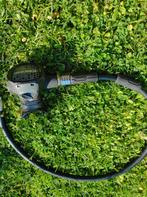 Tweede verdieping: New Cressi