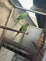 Couple reproducteur perruche a collier vert, Parkiet