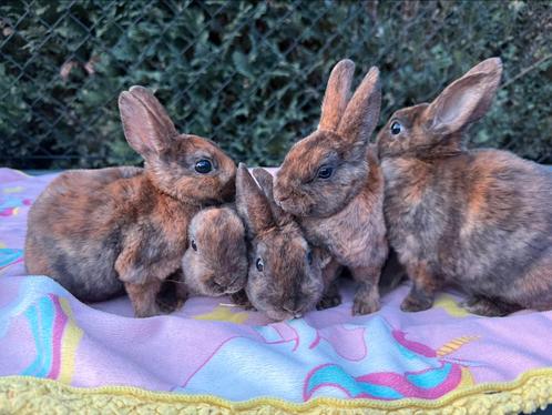 Nog 5 dwerg rex konijntjes, Dieren en Toebehoren, Konijnen, Dwerg, Meerdere dieren, 0 tot 2 jaar