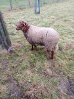 Ardense voskop ram, Dieren en Toebehoren, Schapen, Geiten en Varkens, Mannelijk, Schaap, 0 tot 2 jaar