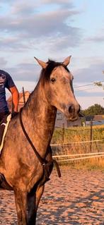 Lieve en respectvolle ruin, Dieren en Toebehoren, Ruin, 165 tot 170 cm, Gechipt, 3 tot 6 jaar
