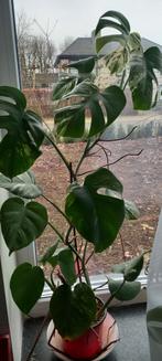 Monstera variegata, Huis en Inrichting, Kamerplanten, Ophalen