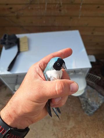 Gouldamadines GEZOCHT! Ik zoek blauwe gouldamadines disponible aux enchères