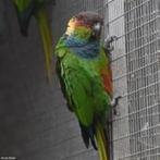 Pyrrhura Cruentata, Dieren en Toebehoren, Vogels | Parkieten en Papegaaien, Meerdere dieren, Parkiet, Geringd