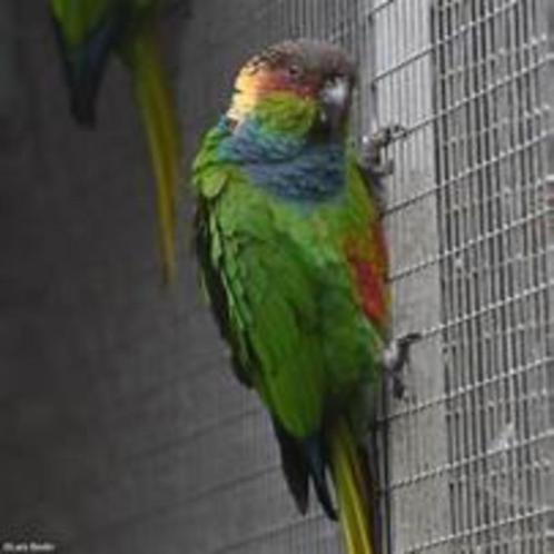Pyrrhura Cruentata, Dieren en Toebehoren, Vogels | Parkieten en Papegaaien, Parkiet, Meerdere dieren, Geringd