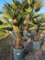 Palmboom Trachycarpus Wagnerianus, Jardin & Terrasse, Plantes | Arbres, Enlèvement, Ombre partielle, Palmier