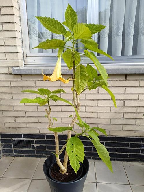 Grote Brugmansia (gele kelken)., Huis en Inrichting, Kamerplanten, 150 tot 200 cm, Halfschaduw, Ophalen