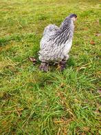 Brahma hen van 2025 zilverpatrijs met Colombia haan