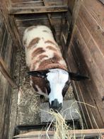 Prachtige jonge bonte dekram geboren maart 2025, Dieren en Toebehoren, Schapen, Geiten en Varkens