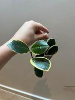 Hoya Australis Albomarginata, Huis en Inrichting, Kamerplanten, Ophalen of Verzenden