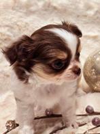 Chihuahua pups, reutjes, chocotricolor, zwarttricolor,creme, CDV (hondenziekte), België, Fokker | Hobbymatig, Reu