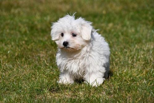 Maltezer pups te koop, Dieren en Toebehoren, Honden | Chihuahua's en Gezelschapshonden, Meerdere dieren, Maltezer, Fokker | Professioneel