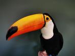 Opgezette Toekan Ramphastos Toco, Ophalen of Verzenden, Nieuw, Vogel, Opgezet dier