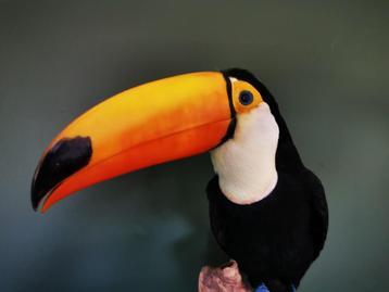 Opgezette Toekan Ramphastos Toco beschikbaar voor biedingen