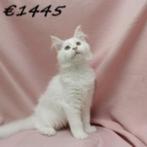 Prachtige witte Maine Coon kittens, Meerdere dieren, Gechipt, 0 tot 2 jaar