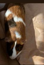 Twee cavia's + hok, Août, Cobaye