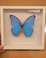 Morpho didius, Verzamelen, Ophalen