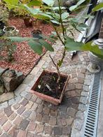 Walnoot boompje, Tuin en Terras, Ophalen