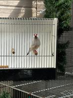 rijstvogel man 2025, Dieren en Toebehoren