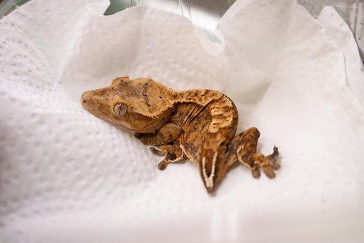 Wimpergekko (Correlophus Ciliates) | Harlequin of Flame, Dieren en Toebehoren, Reptielen en Amfibieën, 0 tot 2 jaar