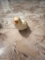 Agapornis roseicolli baby, Dieren en Toebehoren, Januari, Meerdere dieren