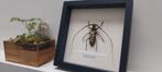 Frame voor insectendecoratie, Minder dan 50 cm, Nieuw, Ophalen of Verzenden, Minder dan 50 cm