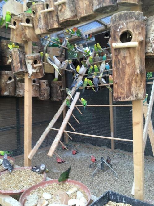 KWALITEIT GRASPARKIETJES NU 18 EURO/KOPPEL, Dieren en Toebehoren, Vogels | Parkieten en Papegaaien, Parkiet, Meerdere dieren