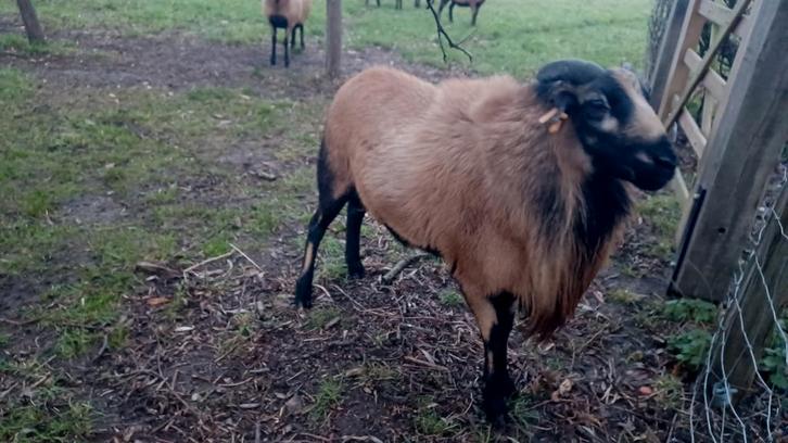 Kameroen schaap ram 3j, Dieren en Toebehoren, Schapen, Geiten en Varkens, Schaap