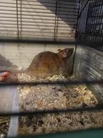 Ratten, Meerdere dieren, Rat