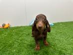 Dwergteckel pups, Dieren en Toebehoren, België, 8 tot 15 weken, Korthaar, CDV (hondenziekte)