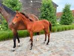 3 merrieveulens - 1 hengsteveulen, Dieren en Toebehoren, Paarden, Hengst, Z
