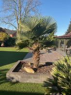 Palmboom Trachycarpus Fortunei (Chinese waaierpalm), Tuin en Terras, Planten | Bomen, Bloeit niet, 100 tot 250 cm, Palmboom, Ophalen
