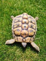 Mannelijke testudo hermanni boetgeri 2013