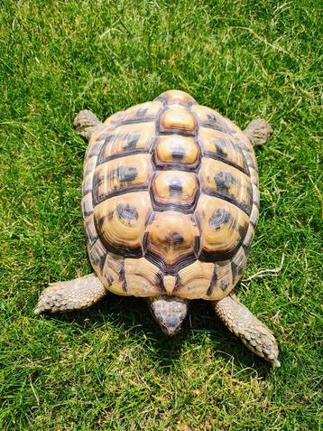 Mannelijke testudo hermanni boetgeri 2013