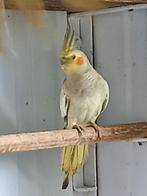 Valkparkieten, Dieren en Toebehoren