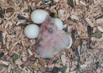 Pyrrhura jongen, Dieren en Toebehoren, Vogels | Parkieten en Papegaaien