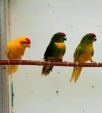 Kakariki parkieten, Dieren en Toebehoren, Vogels | Parkieten en Papegaaien