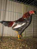 Gezocht: Aseel kriel  blauw bont patrijs/tarwe, Dieren en Toebehoren, Pluimvee, Meerdere dieren, Kip
