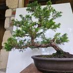 Juniperus Itoigawa Bonsai, Tuin en Terras, Ophalen, Lente