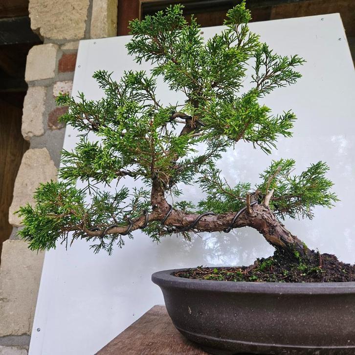 Juniperus Itoigawa Bonsai, Tuin en Terras, Planten | Bomen, Lente, Ophalen