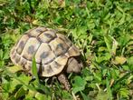 Griekse landschildpadjes te koop, Dieren en Toebehoren, Reptielen en Amfibieën